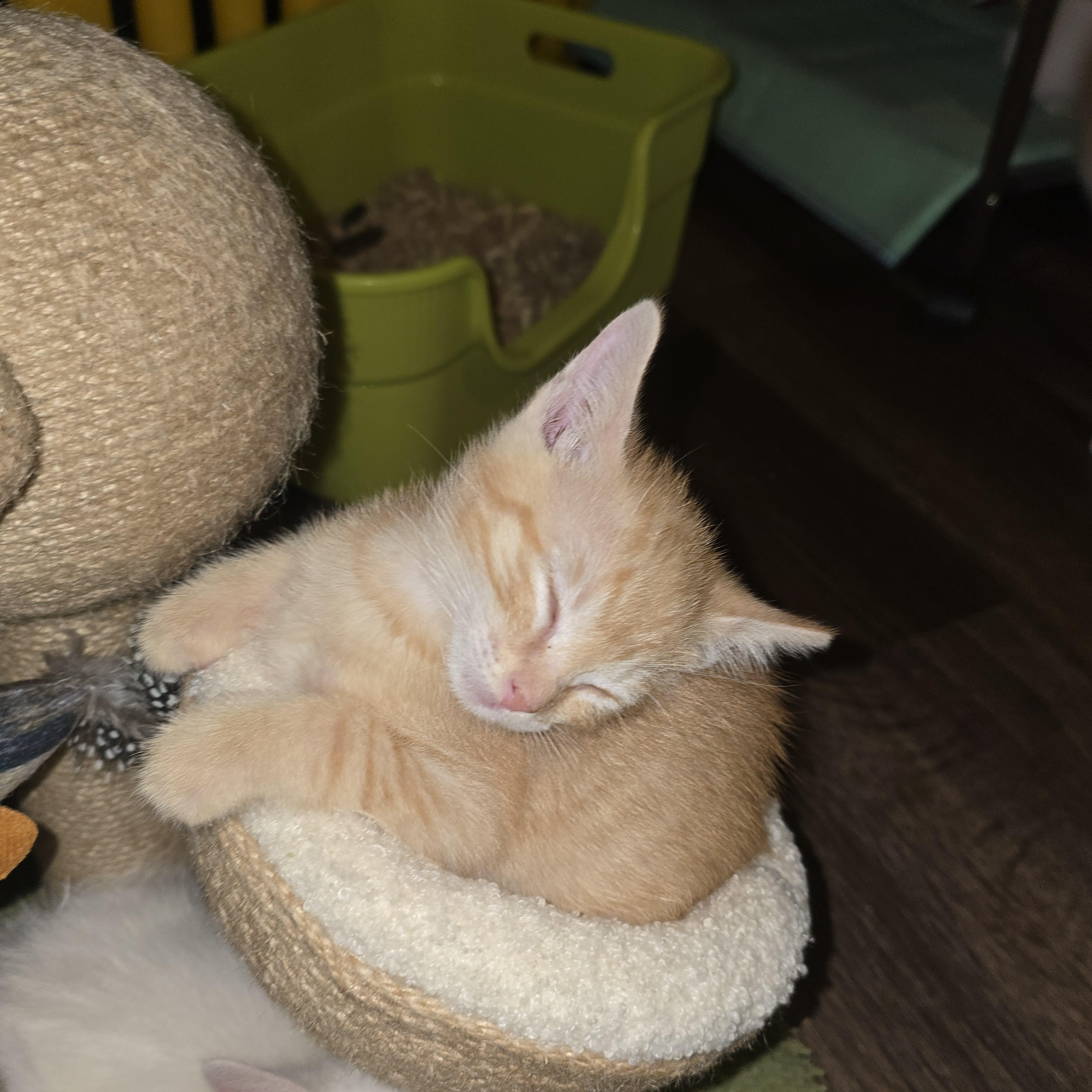 Enlarge ROCKET RACOON, a Adopted Tabby in Fletcher, OK image 2/2