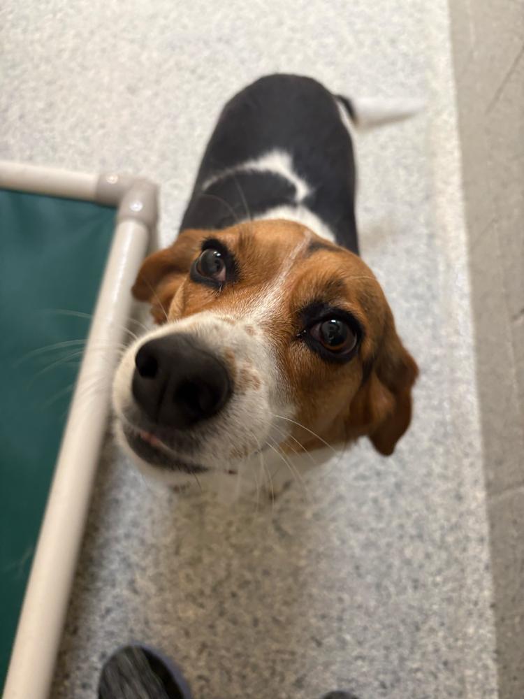 Ruby, Adoptable, Adult Female Beagle & Mixed Breed.