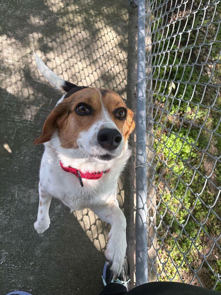 Enlarge Ruby, a Adoptable mixed breed in Bowling Green, OH image 2/3