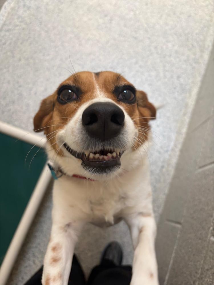 Enlarge Ruby, a Adoptable mixed breed in Bowling Green, OH image 3/3