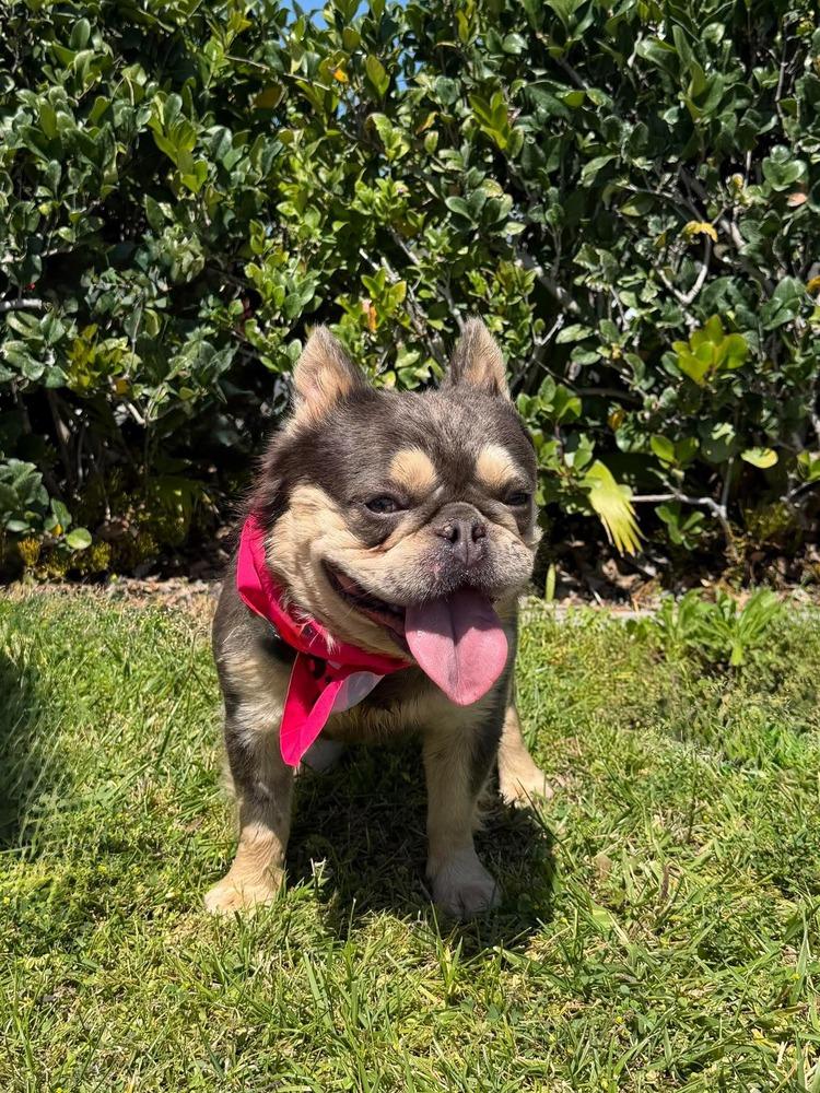 Vito Frenchalini, Adoptable, Adult Male French Bulldog.
