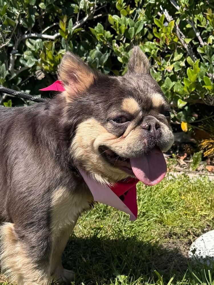 Vito Frenchalini, a Adoptable French Bulldog in Mission Viejo, CA image 2/5