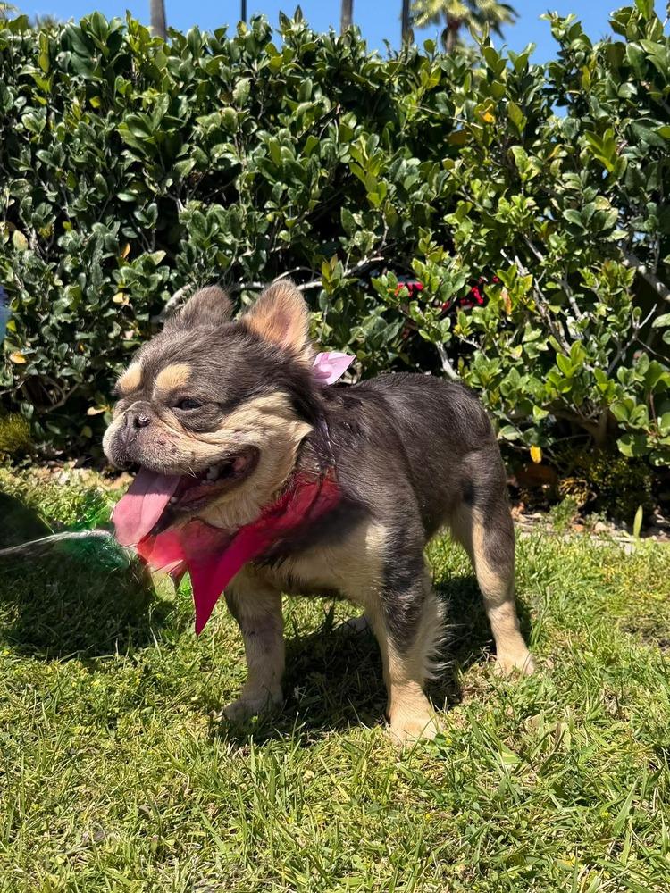 Vito Frenchalini, a Adoptable French Bulldog in Mission Viejo, CA image 3/5
