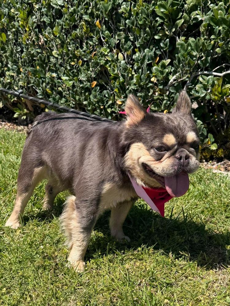 Vito Frenchalini, a Adoptable French Bulldog in Mission Viejo, CA image 4/5
