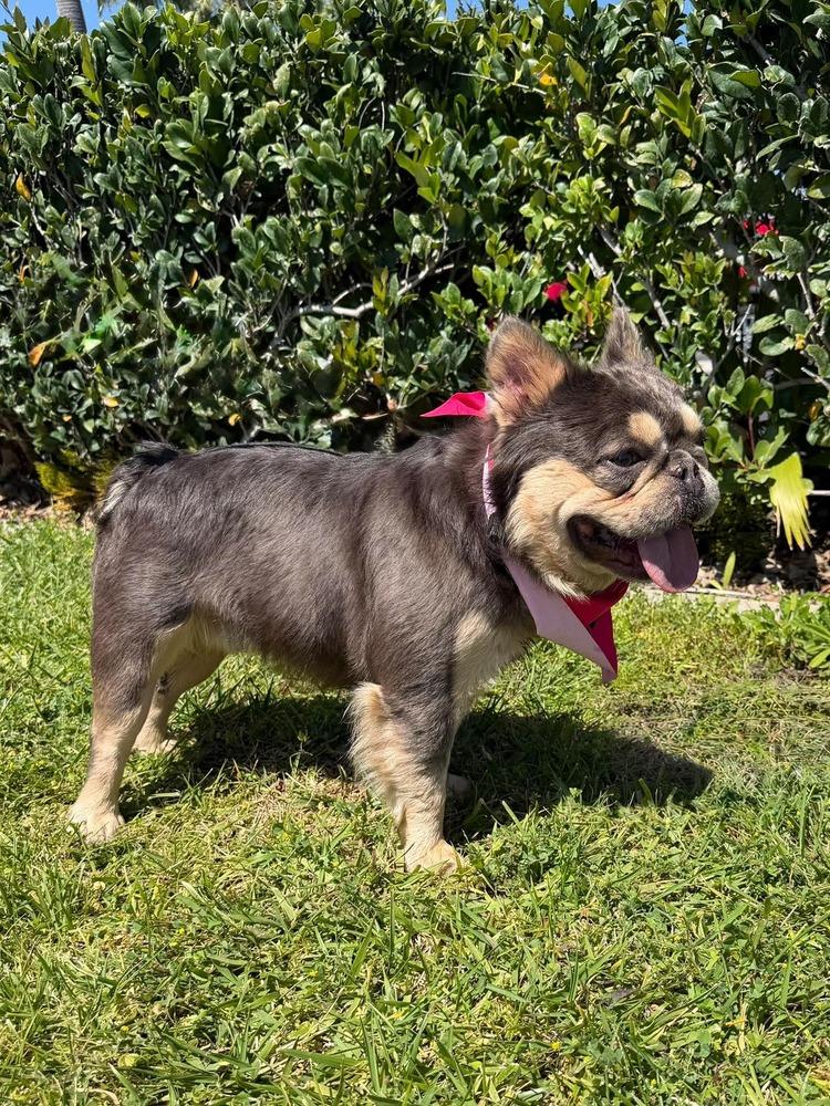 Vito Frenchalini, a Adoptable French Bulldog in Mission Viejo, CA image 5/5