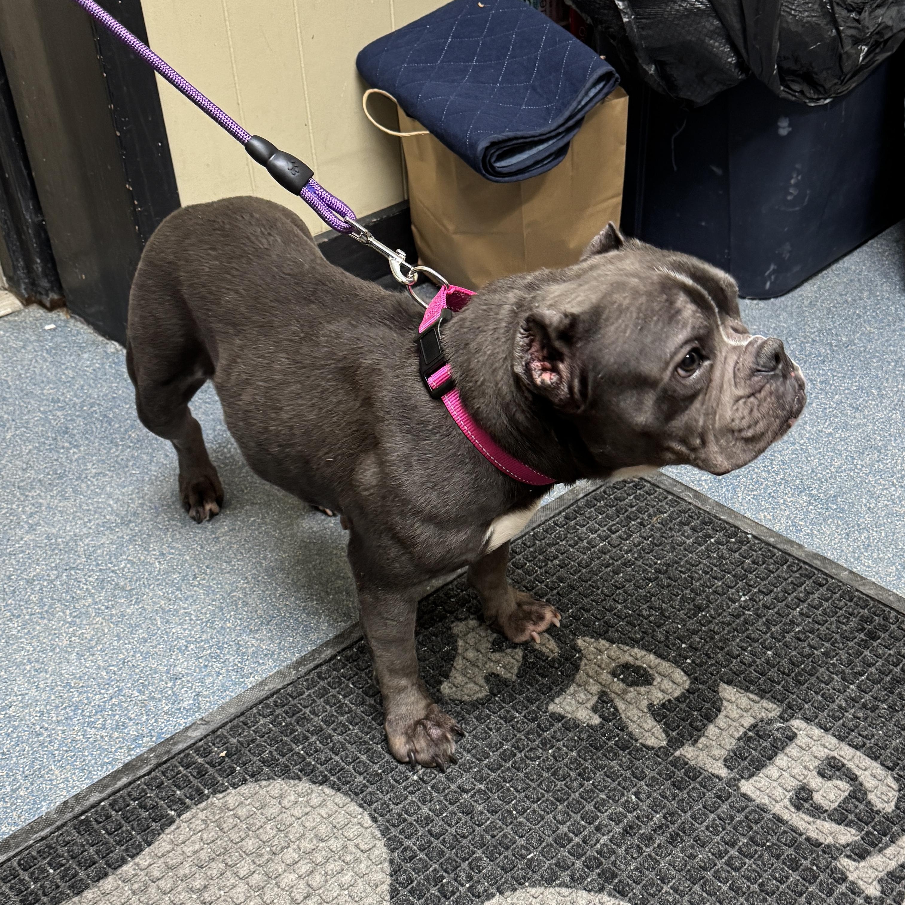 MEET RILEY! SWEET FEMALE POCKET PIT - VACCINATED , AGE 6-7 , a ADOPTABLE mixed breed in Clifton, NJ image 3/3