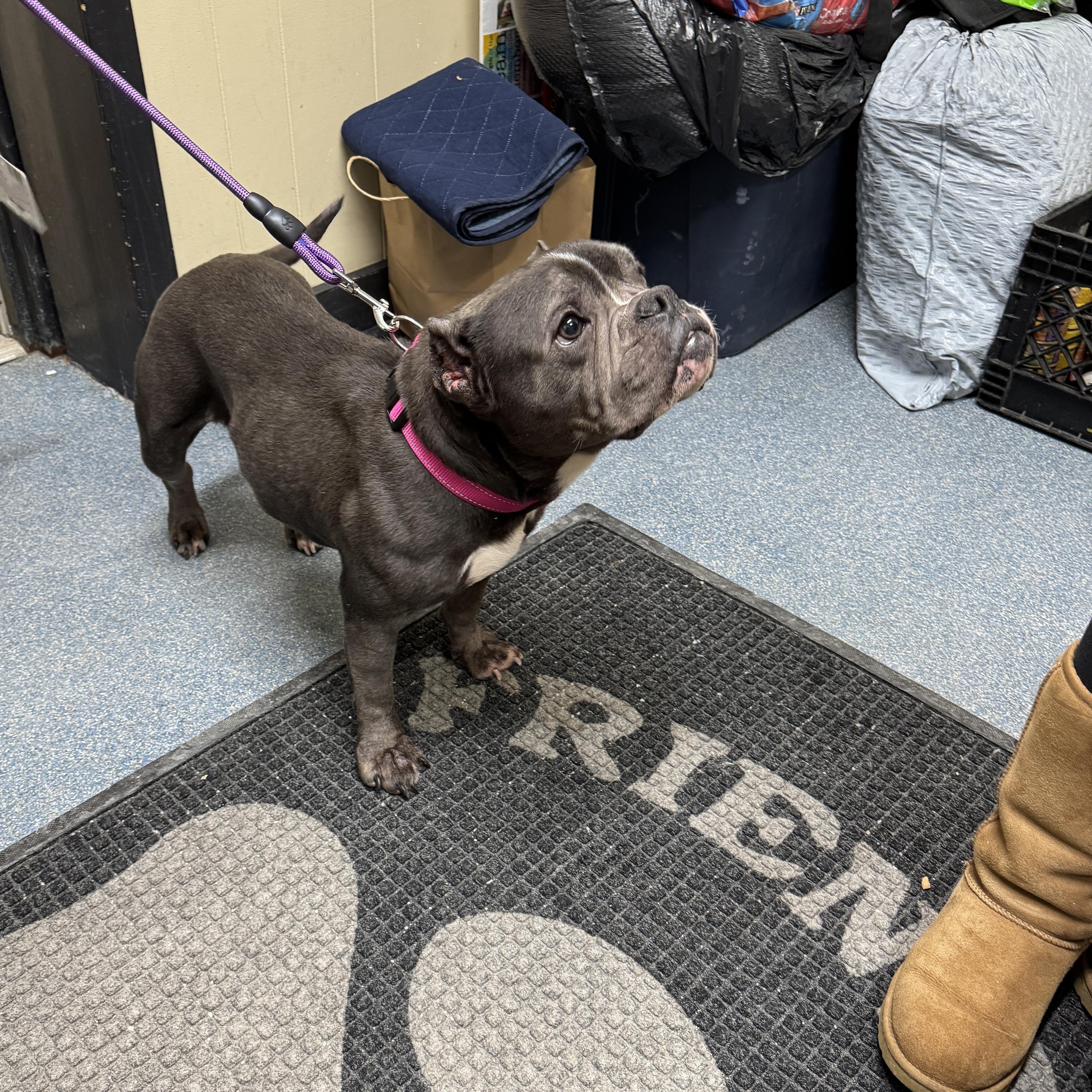 MEET RILEY! SWEET FEMALE POCKET PIT - VACCINATED , AGE 6-7 , a ADOPTABLE mixed breed in Clifton, NJ image 2/3