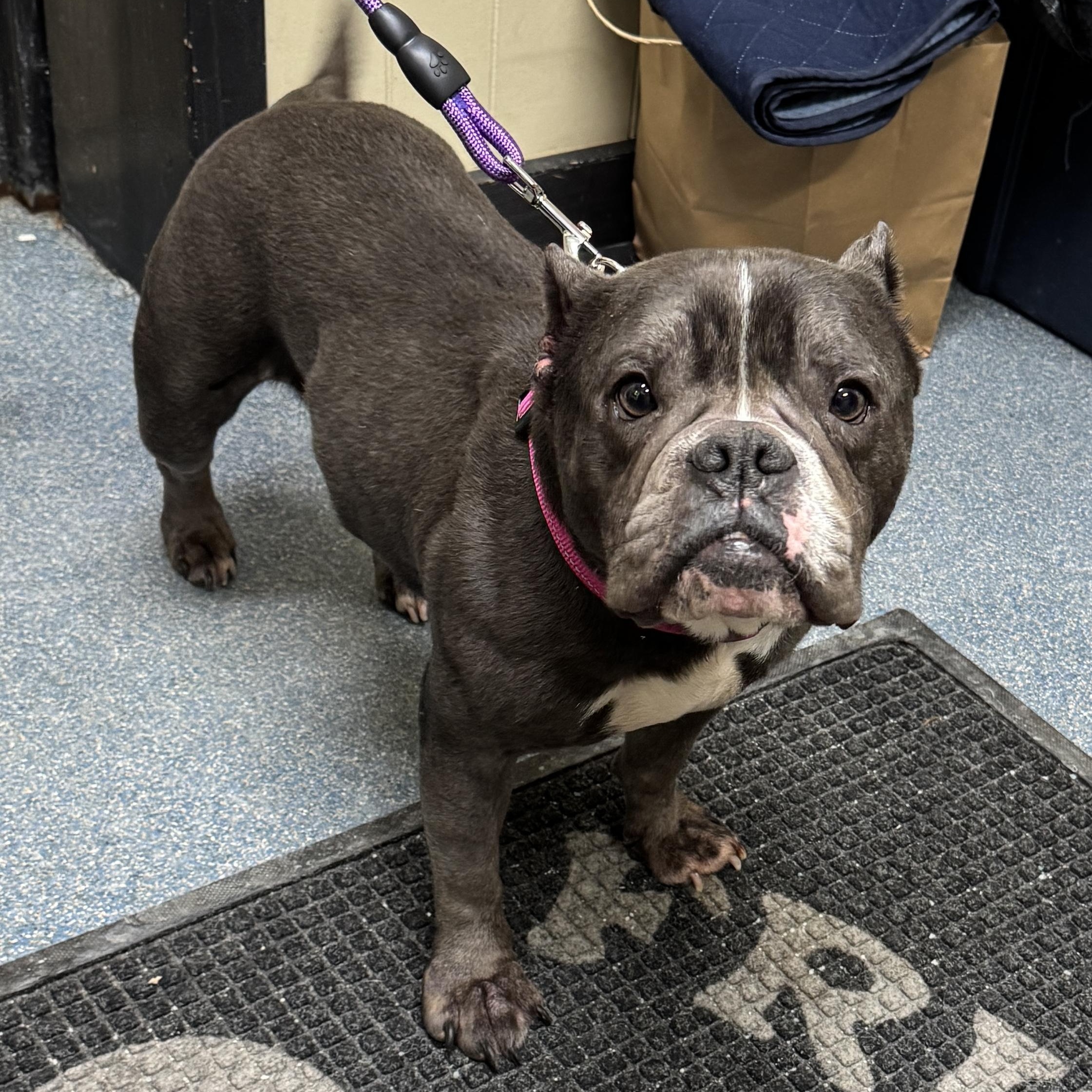 MEET RILEY! SWEET FEMALE POCKET PIT - VACCINATED , AGE 6-7 , a ADOPTABLE mixed breed in Clifton, NJ image 1/3