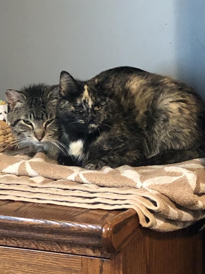 Kirby and Katie, a Adoptable mixed breed in Monticello, MN image 3/3