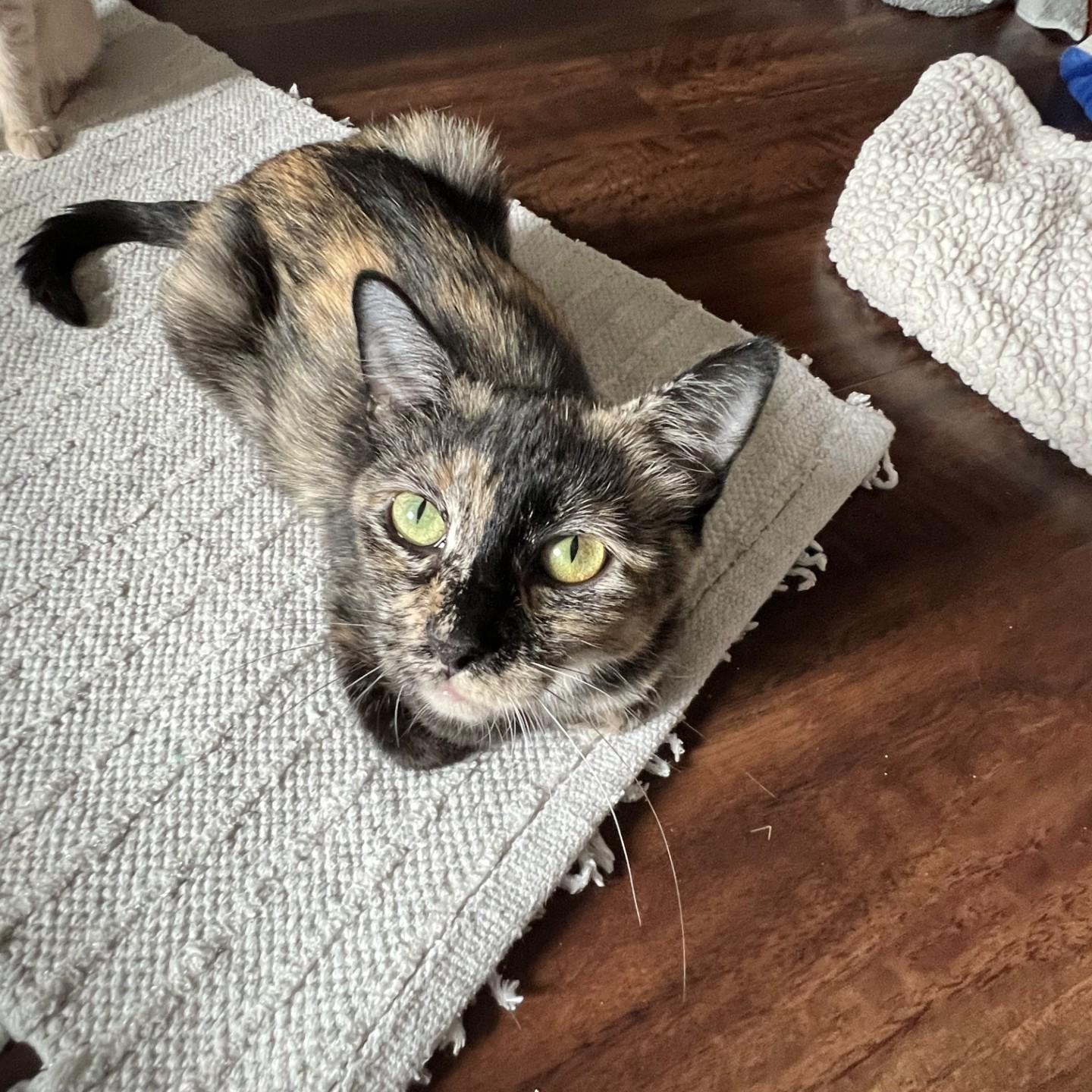 Mama -CC Omaha, Adoptable, Adult Female Domestic Short Hair.