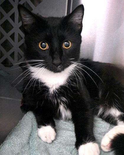 Teresa, Adoptable, Adult Female Domestic Short Hair.