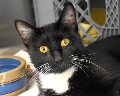 Enlarge Teresa, a Adoptable Domestic Short Hair in West Seneca, NY image 2/3