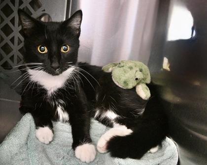 Enlarge Teresa, a Adoptable Domestic Short Hair in West Seneca, NY image 3/3