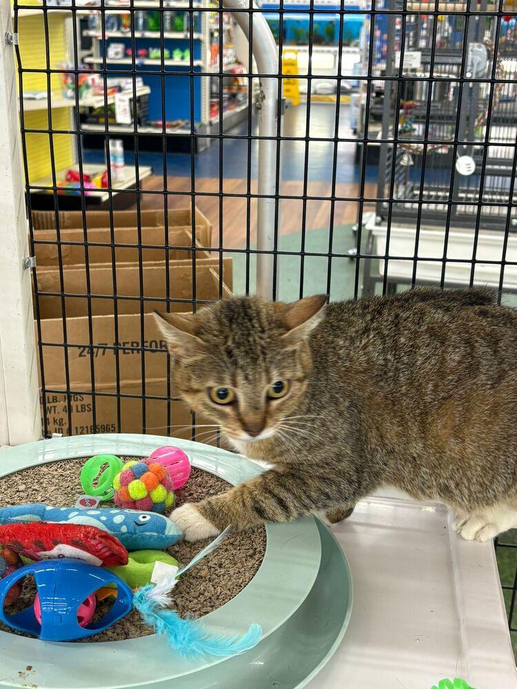 Enlarge Flossie, a Adoptable Domestic Short Hair in Orlando, FL image 2/2