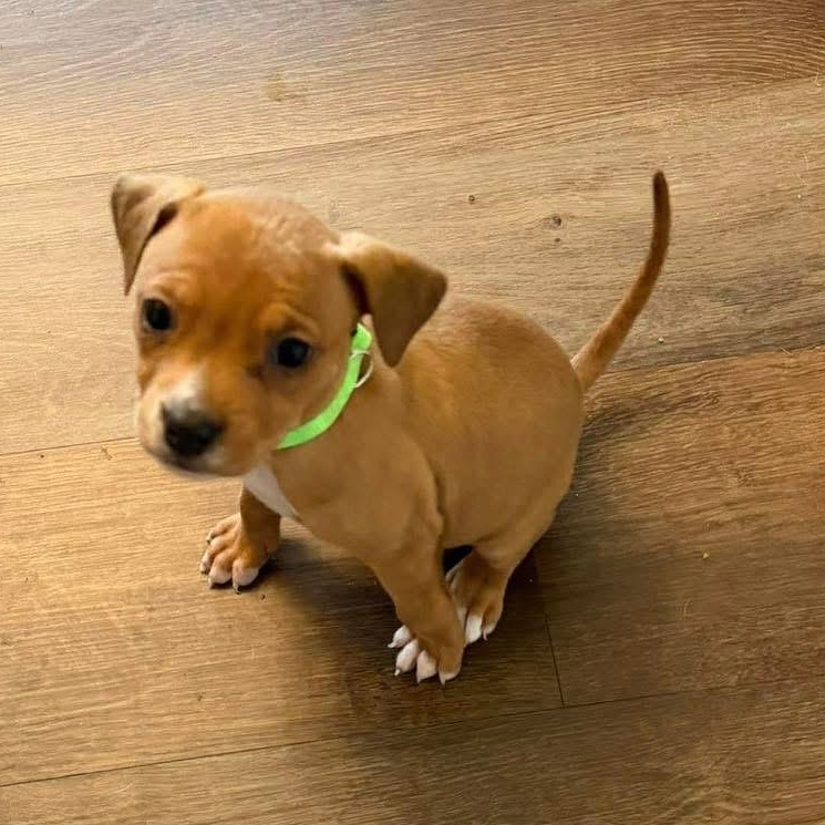 Maggie, ADOPTABLE, Puppy Female Boxer & Mountain Cur.