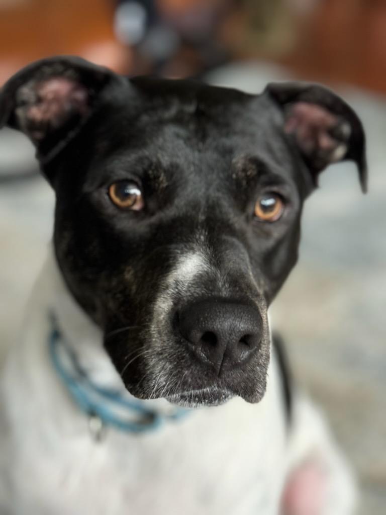 Gus the Wonderful, ADOPTABLE, Adult Male American Staffordshire Terrier & Labrador Retriever.