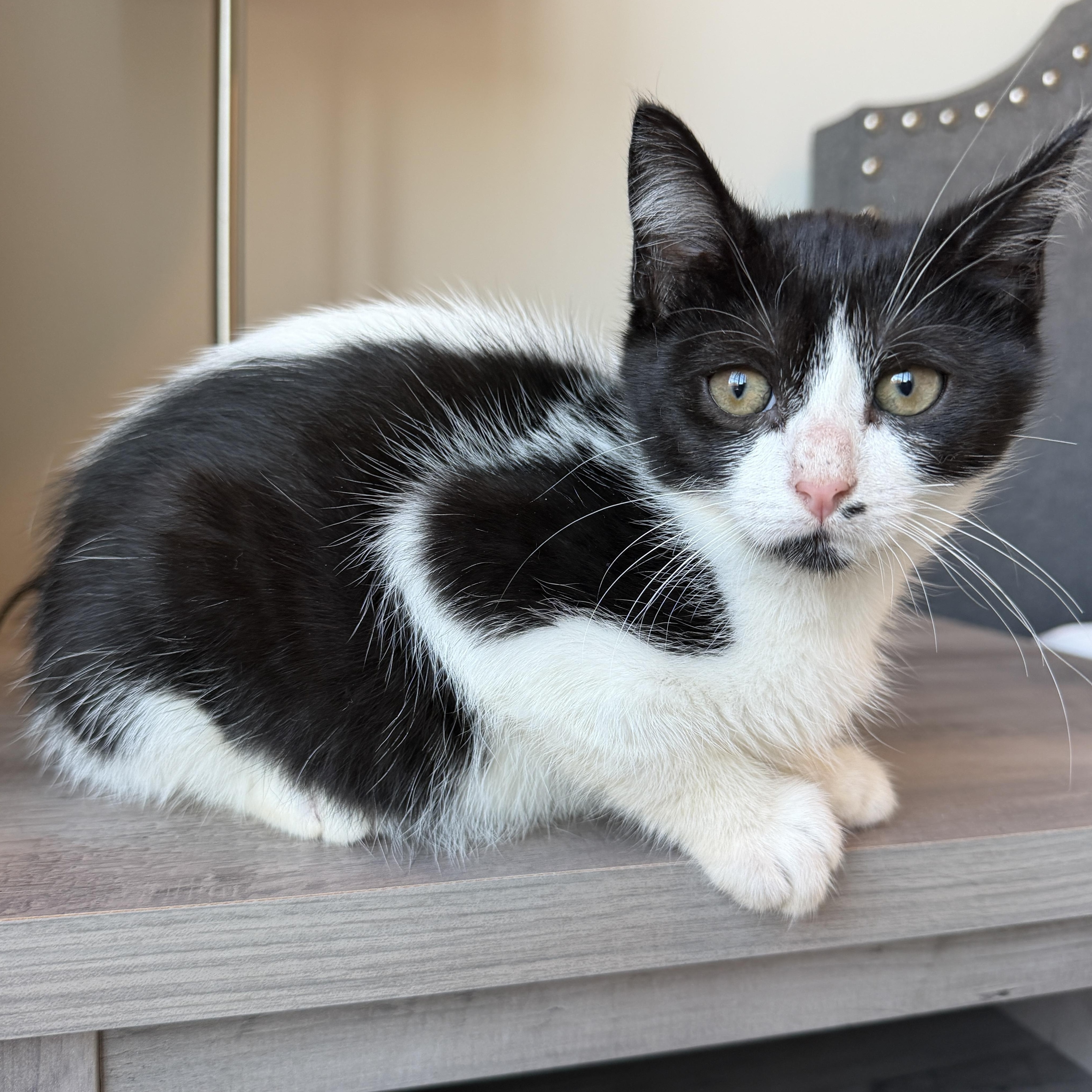 Sydney, an adopted Domestic Short Hair in Pasco, WA image 1/3