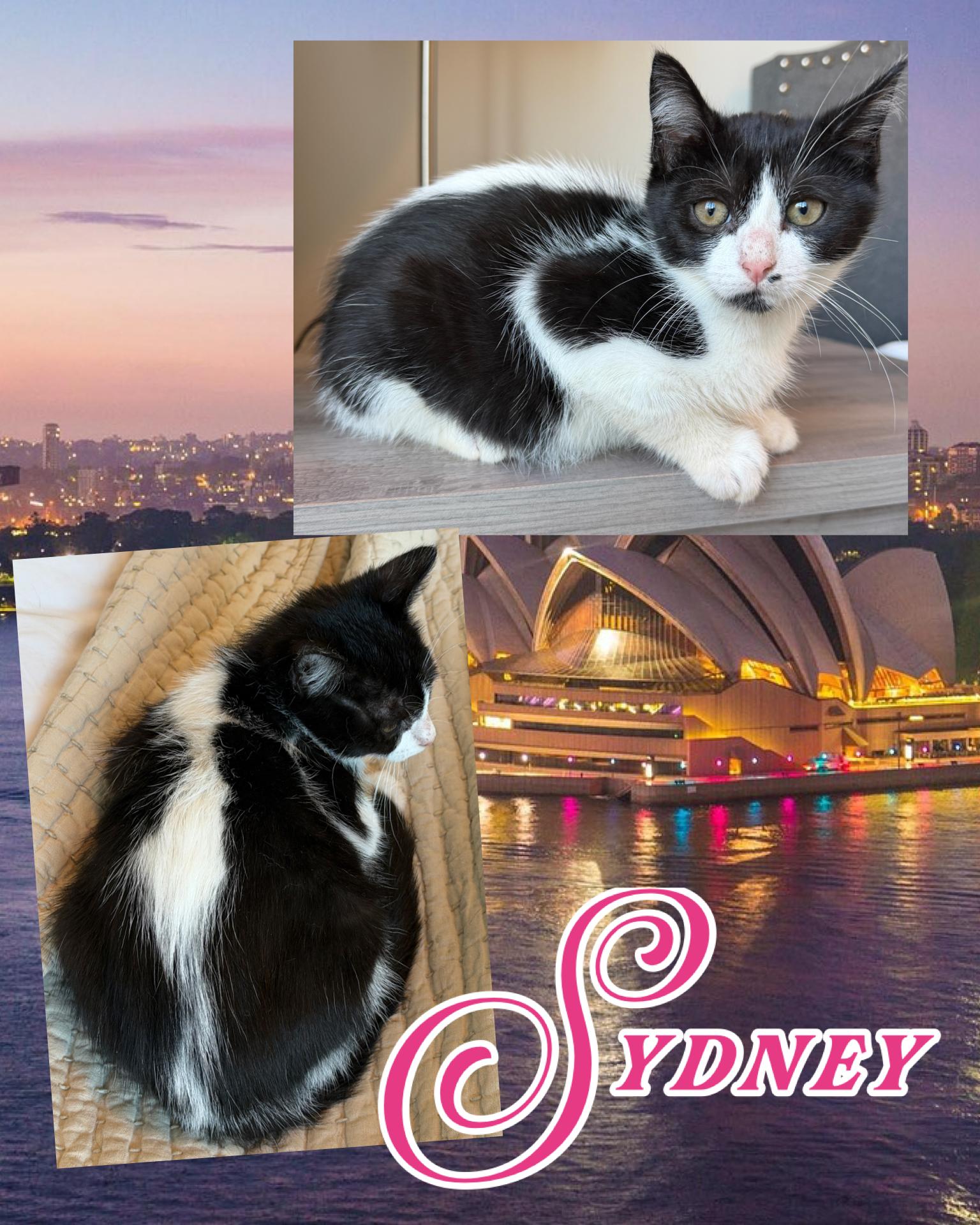Sydney, an adopted Domestic Short Hair in Pasco, WA image 3/3
