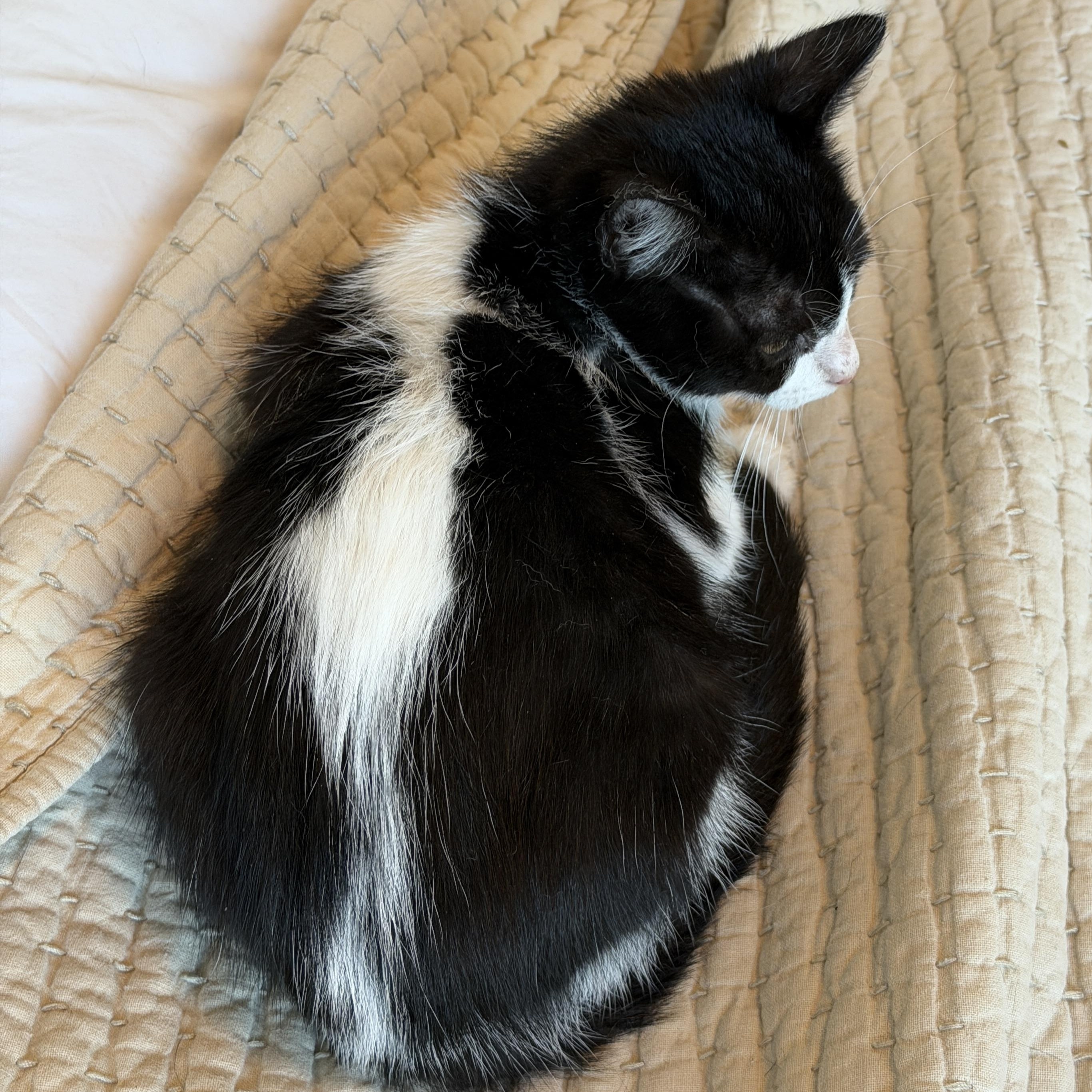 Sydney, an adopted Domestic Short Hair in Pasco, WA image 2/3