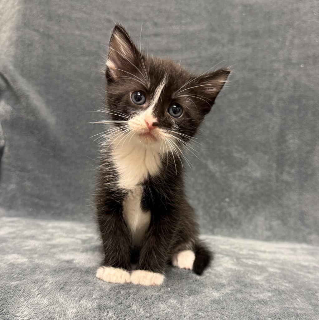 Enlarge Cloud, a Adoptable mixed breed in Brenham, TX image 4/6