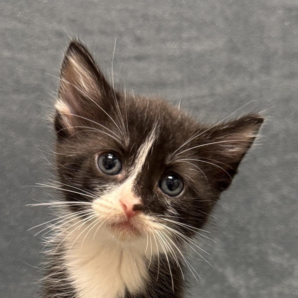 Enlarge Cloud, a Adoptable mixed breed in Brenham, TX image 1/6