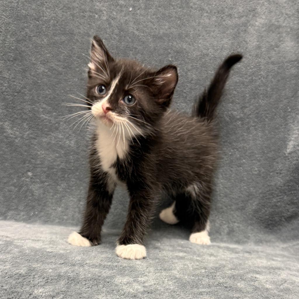 Enlarge Cloud, a Adoptable mixed breed in Brenham, TX image 2/6