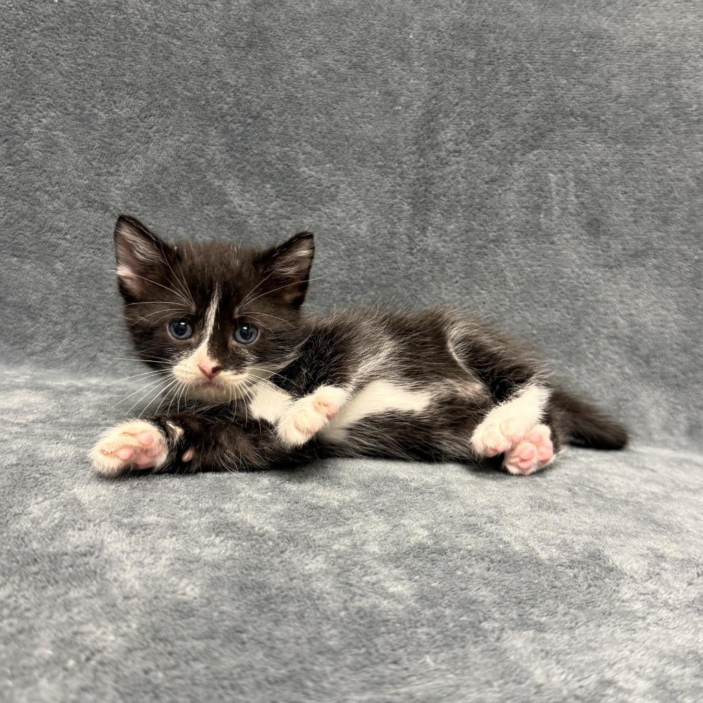 Enlarge Cloud, a Adoptable mixed breed in Brenham, TX image 3/6