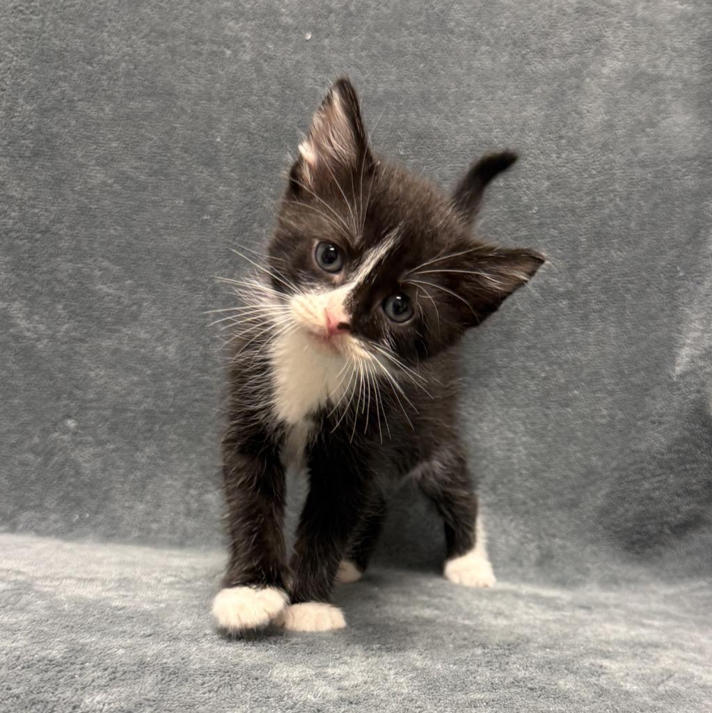 Enlarge Cloud, a Adoptable mixed breed in Brenham, TX image 6/6