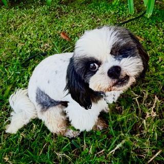 PANDA, ADOPTABLE, Adult Male Shih Tzu & Maltese.