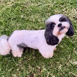 PANDA, a ADOPTABLE mixed breed image 2/3