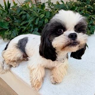 PANDA, a ADOPTABLE mixed breed image 3/3