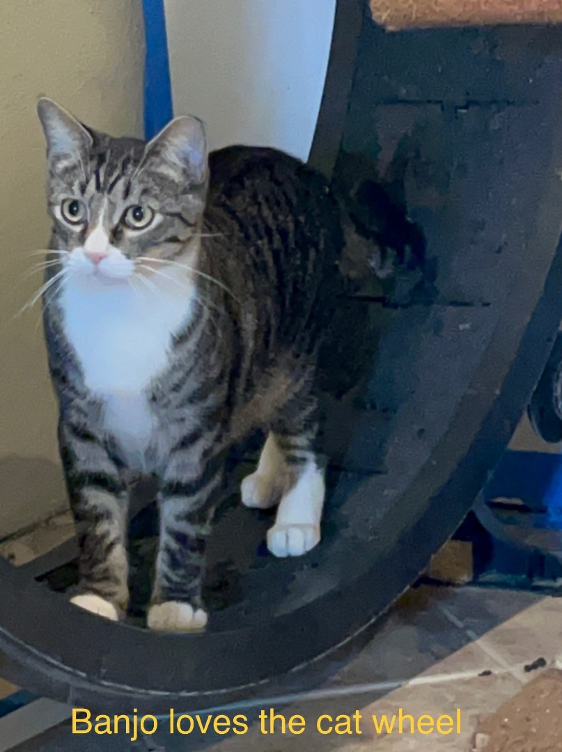 Banjo, Adoptable, Adult Male American Shorthair & Domestic Short Hair.