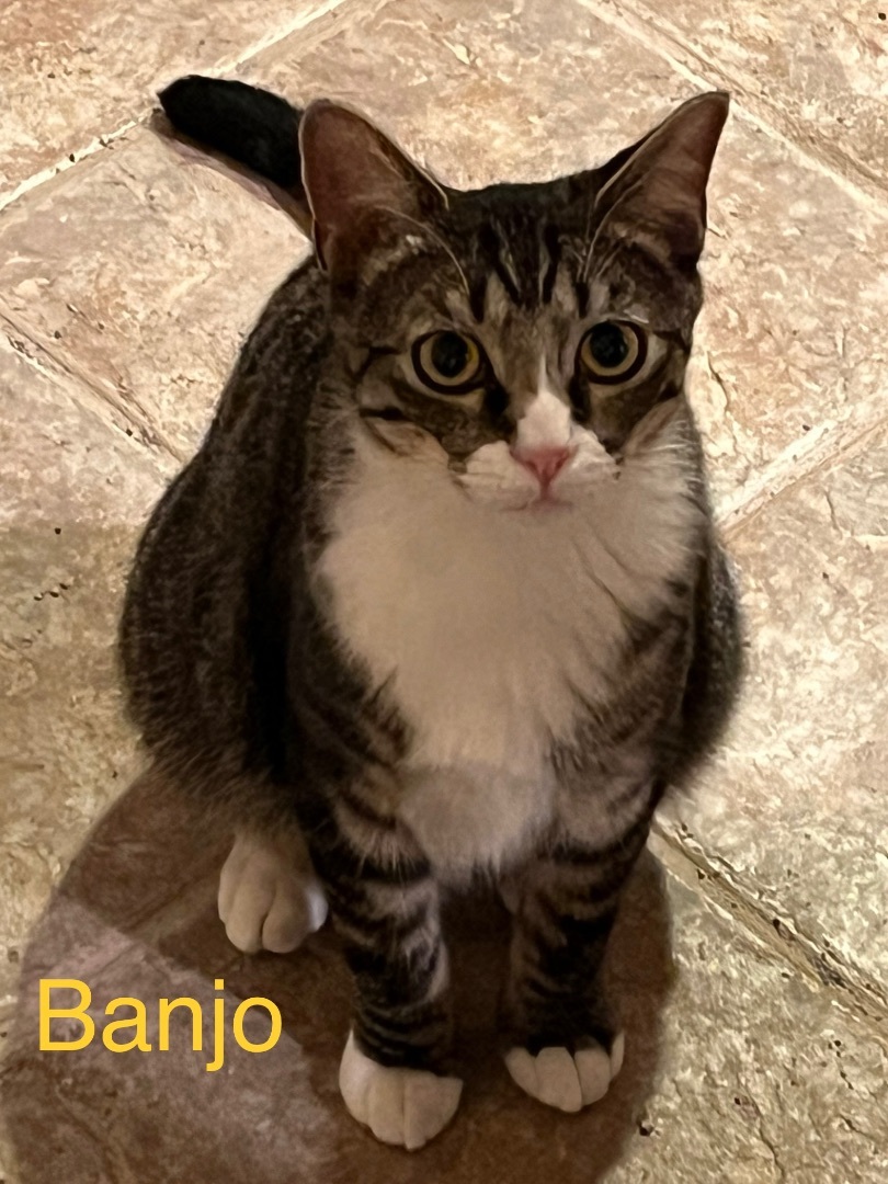 Enlarge Banjo, a Adoptable mixed breed in Moreno Valley, CA image 2/2