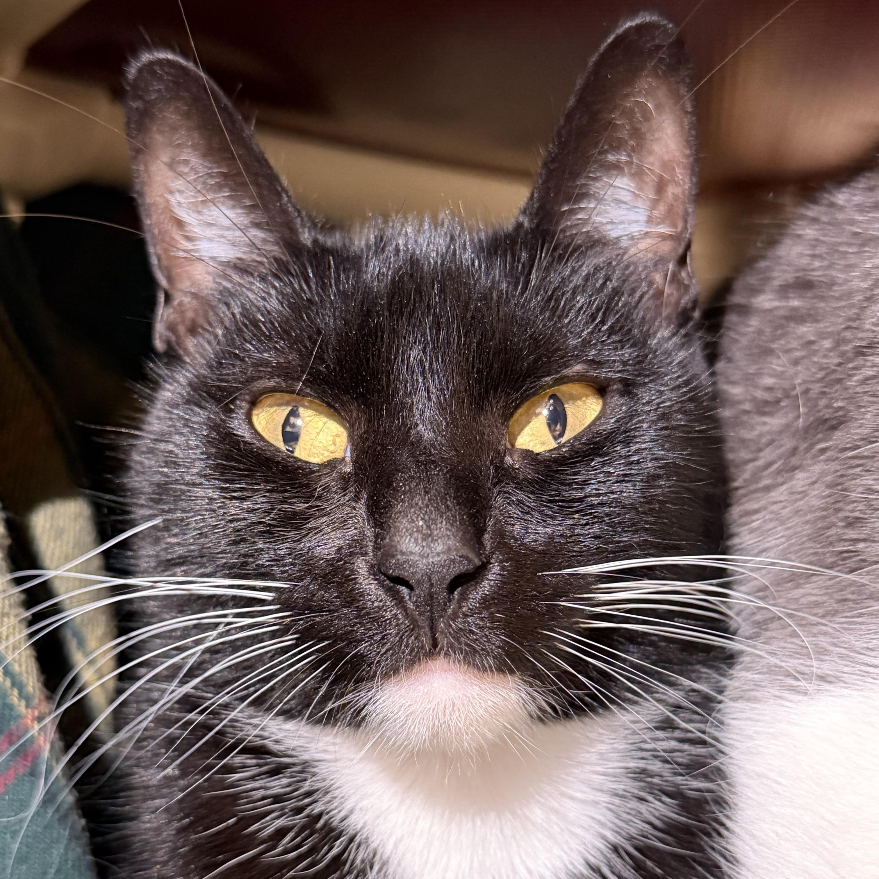 Delia, adoptable, Young Female Domestic Short Hair.