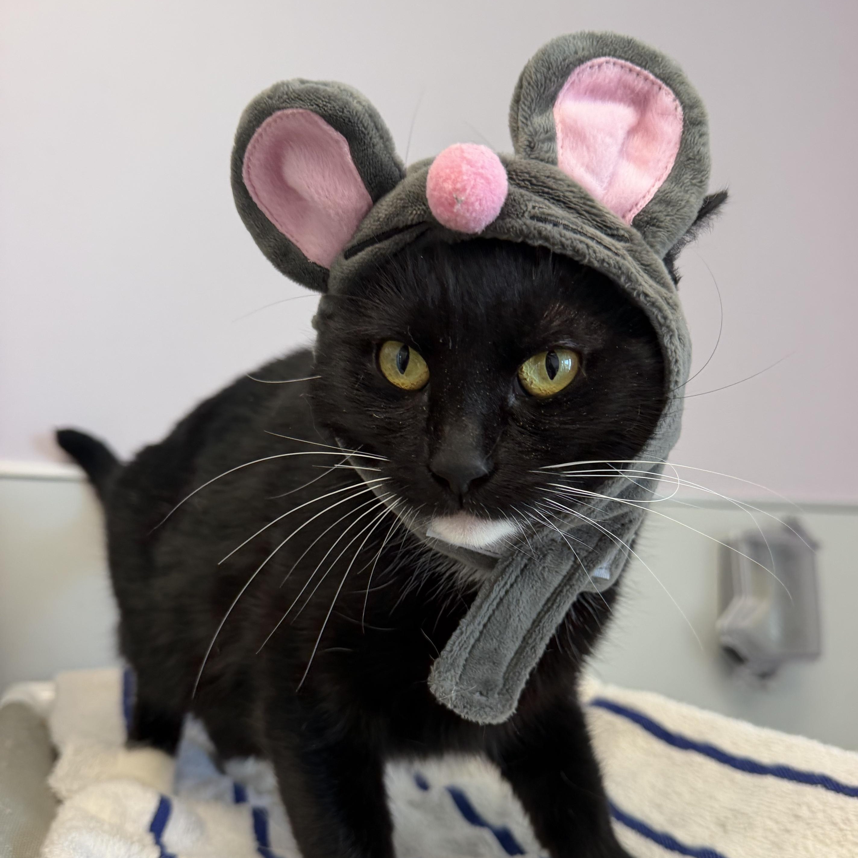 Enlarge Delia, a Adoptable Domestic Short Hair in Cooperstown, NY image 1/3