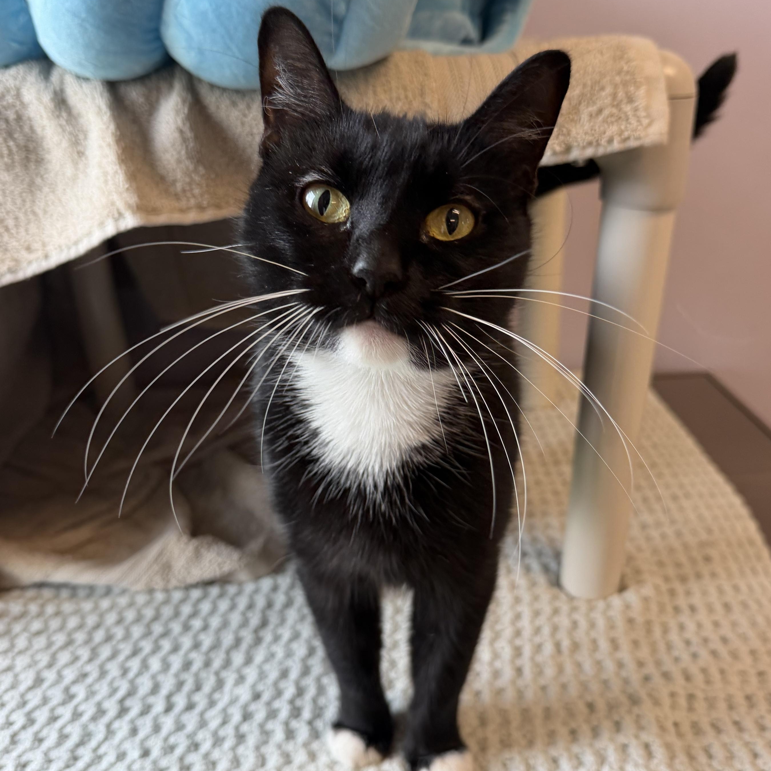 Delia, Adoptable, Young Female Domestic Short Hair.