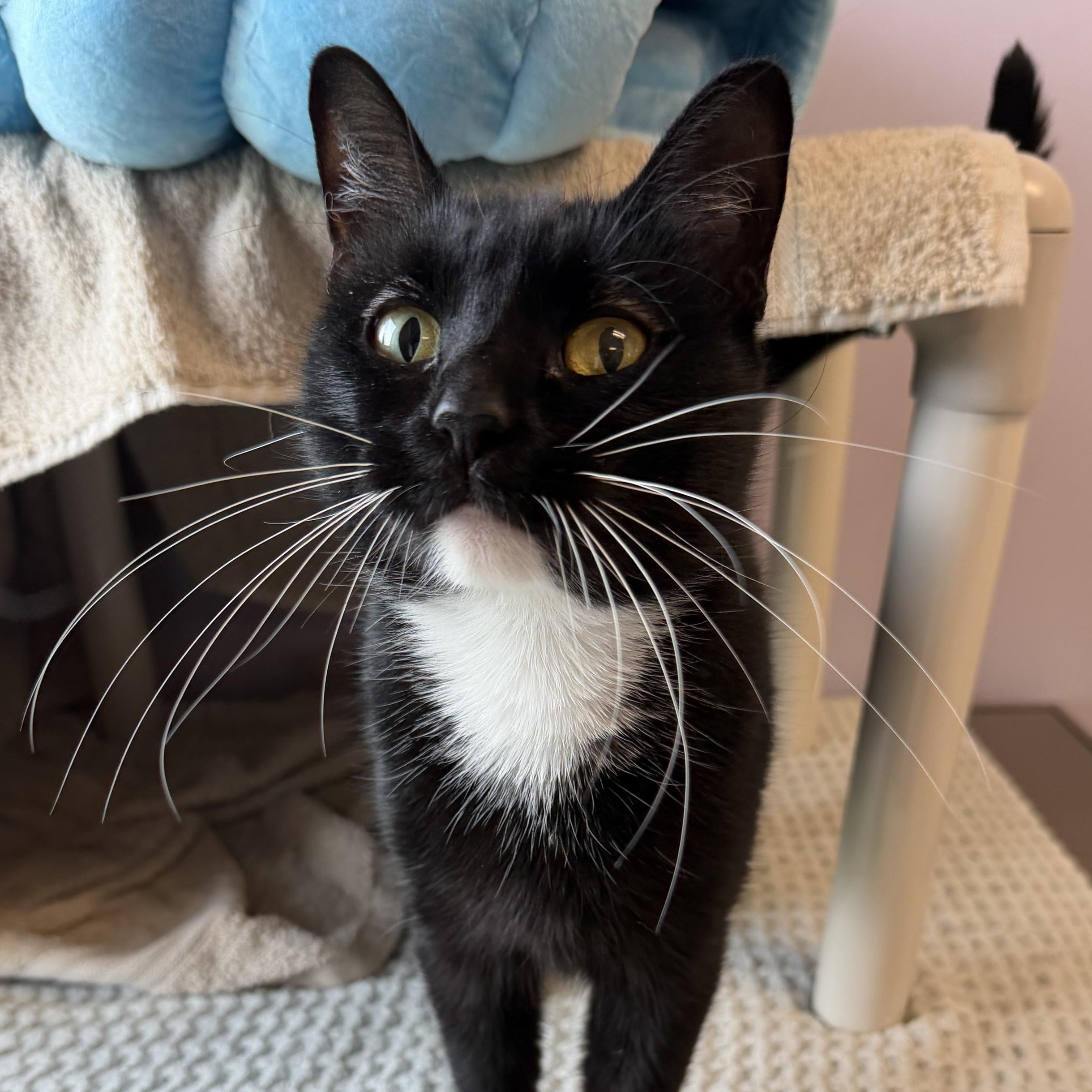 Enlarge Delia, a Adoptable Domestic Short Hair in Cooperstown, NY image 2/2