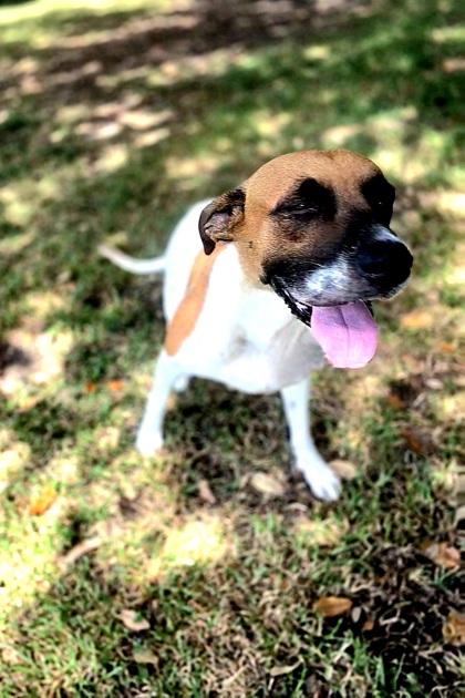 Charisma, Adoptable, Adult Female Mixed Breed & Mixed Breed.