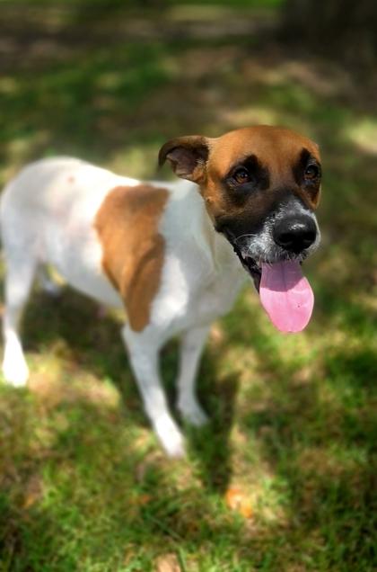 Charisma, a Adoptable mixed breed in Houston, TX image 2/3