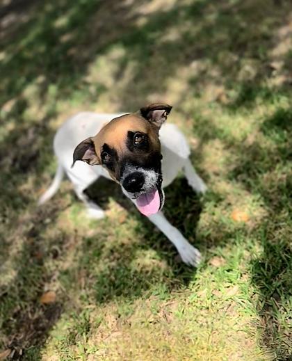 Charisma, a Adoptable mixed breed in Houston, TX image 3/3