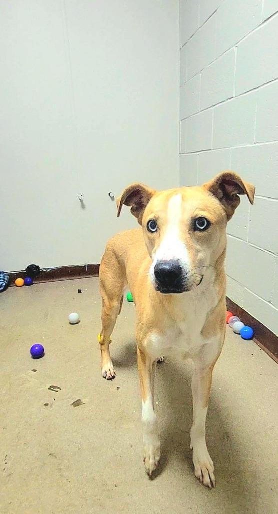 Enlarge Sloane, a Adoptable Labrador Retriever in New Manchester, WV image 1/6