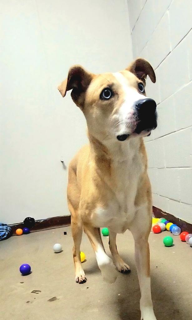 Enlarge Sloane, a Adoptable Labrador Retriever in New Manchester, WV image 2/6
