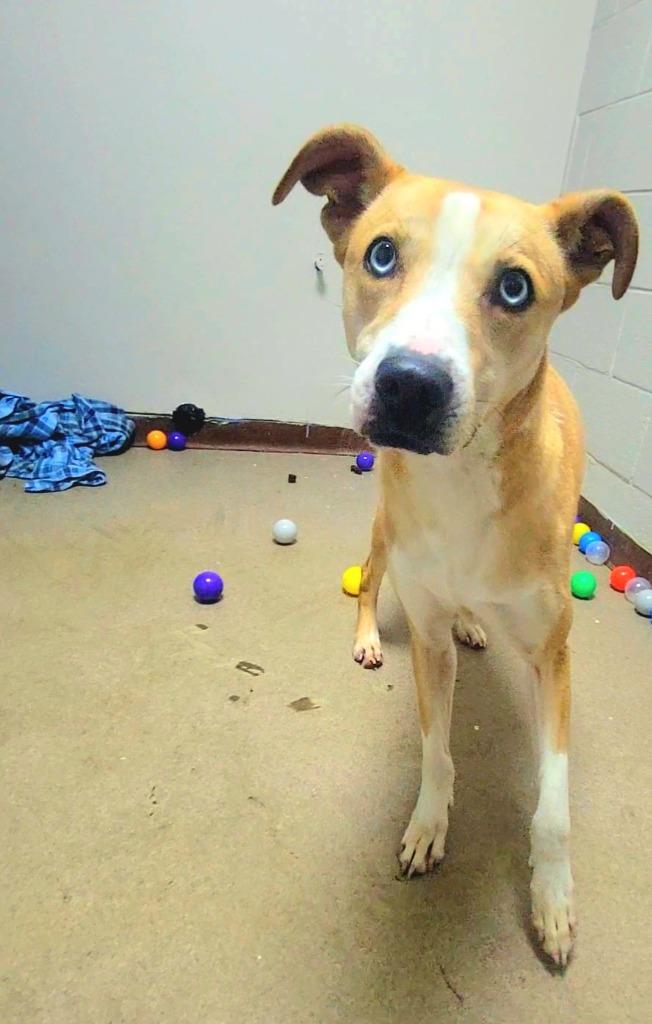 Enlarge Sloane, a Adoptable Labrador Retriever in New Manchester, WV image 4/6