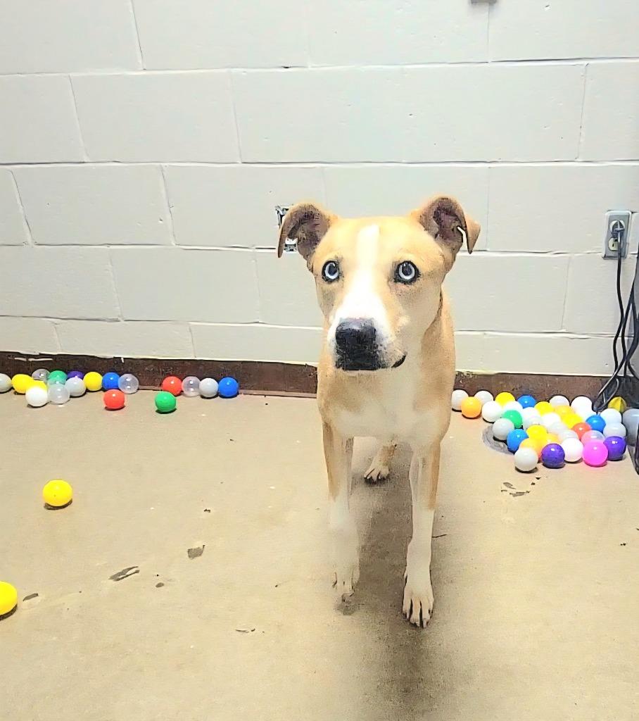Enlarge Sloane, a Adoptable Labrador Retriever in New Manchester, WV image 6/6