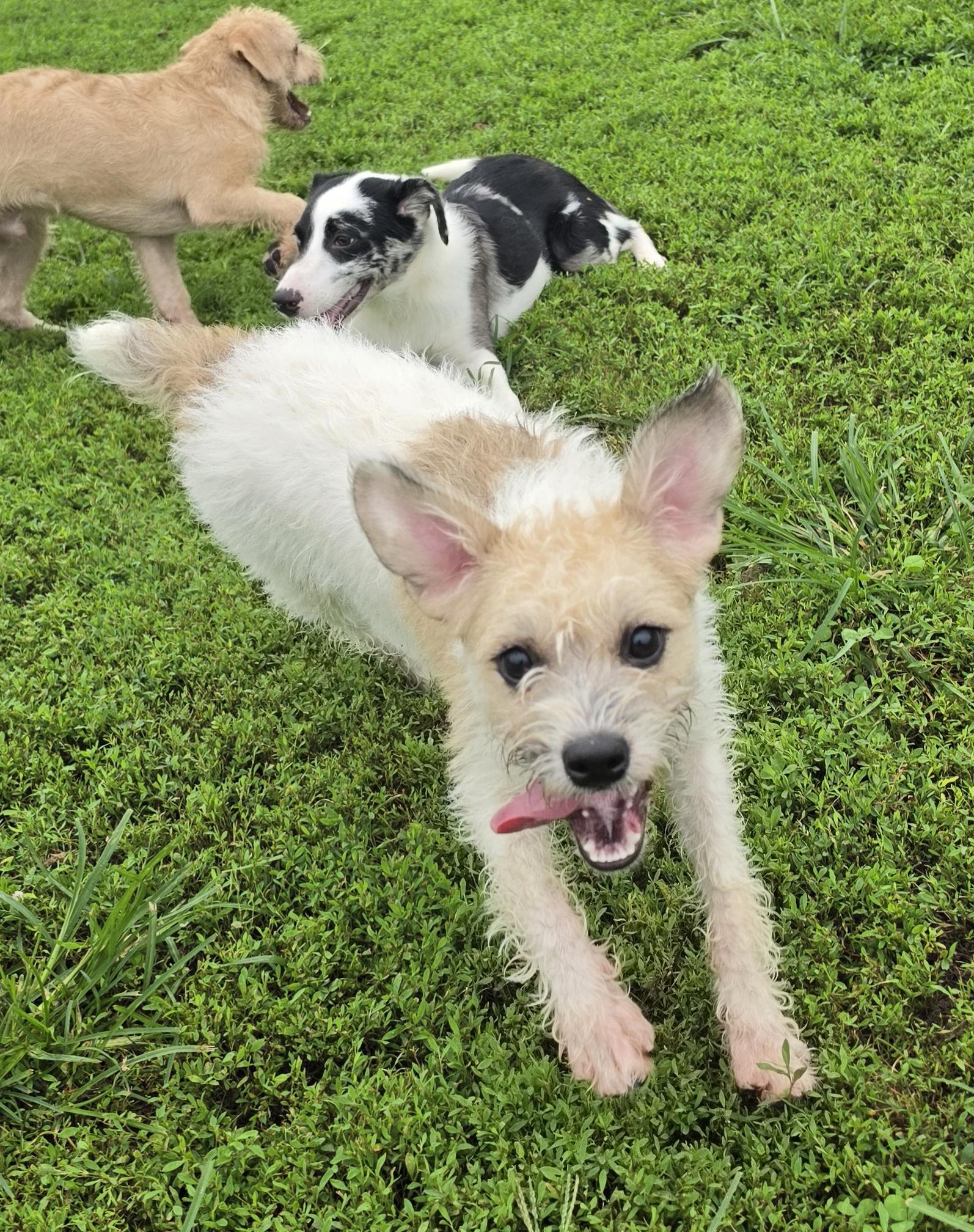 Enlarge Krislyn, a ADOPTABLE mixed breed in Terre Haute, IN image 4/5