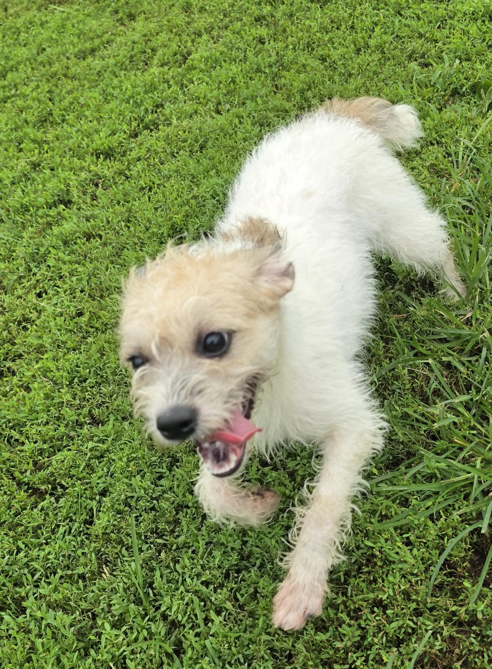 Enlarge Krislyn, a ADOPTABLE mixed breed in Terre Haute, IN image 1/5