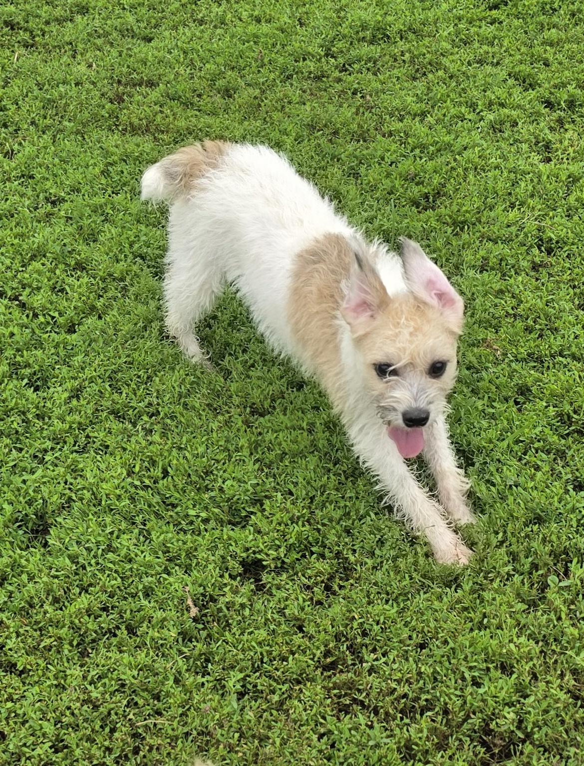 Enlarge Krislyn, a ADOPTABLE mixed breed in Terre Haute, IN image 2/5