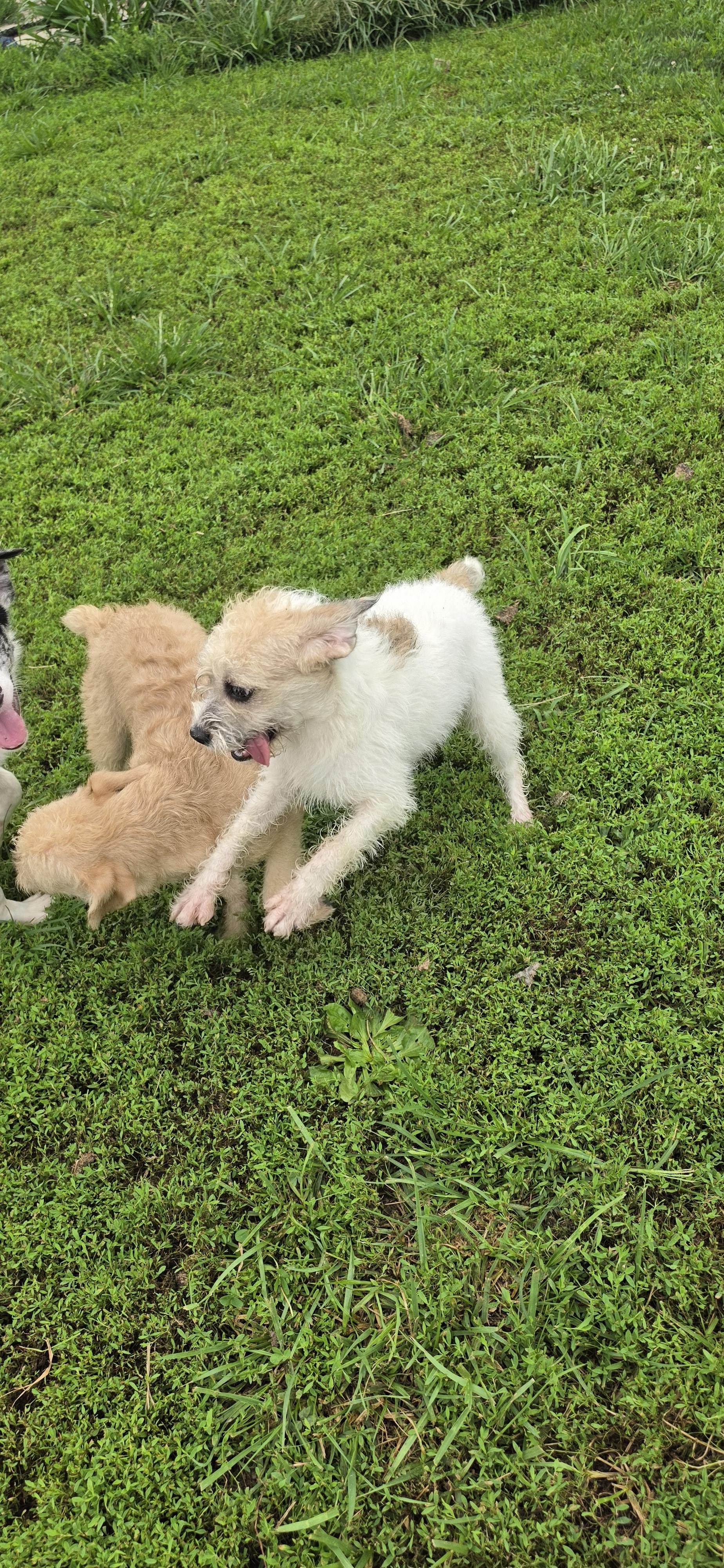 Enlarge Krislyn, a ADOPTABLE mixed breed in Terre Haute, IN image 5/5