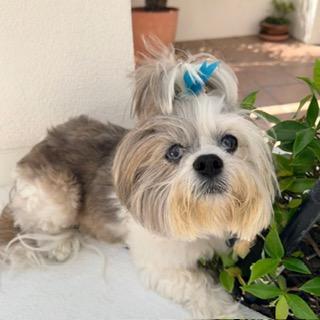 SAMANTHA, a ADOPTABLE mixed breed in Santa Monica, CA image 3/3