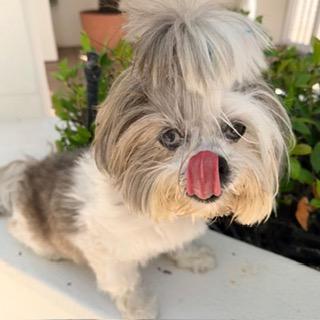 SAMANTHA, a ADOPTABLE mixed breed in Santa Monica, CA image 1/3